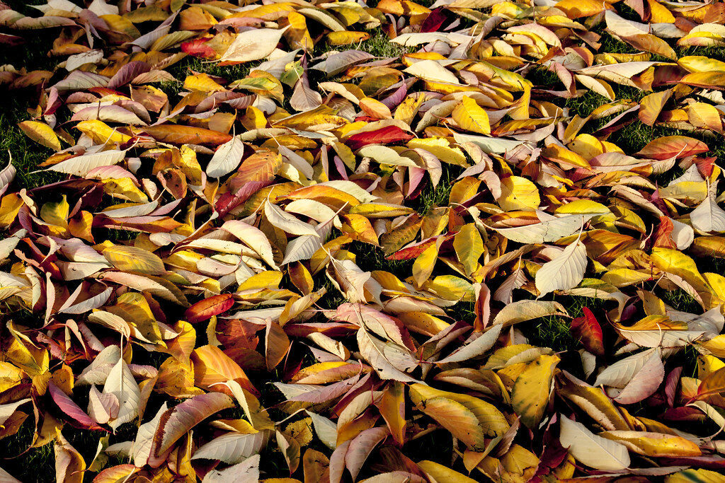 Autumn leaves scattered thickly across a green lawn before cleanup