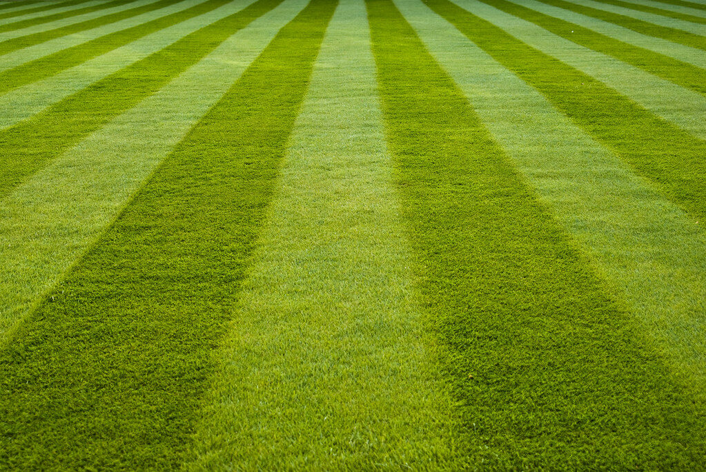 Freshly mowed lawn with crisp green mowing stripes