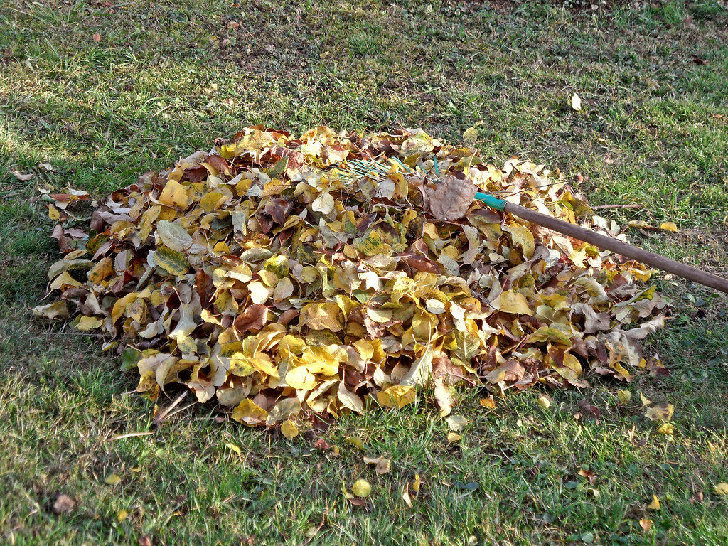 Raked pile of autumn leaves with a garden rake on the lawn